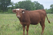 #2251 - RJF Cowboys Starlet x Jammin Tex