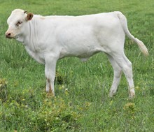 #2306 - HR Rebs Pretty Lady x SOR Super Duty