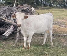 #2306 - HR Rebs Pretty Lady x SOR Super Duty