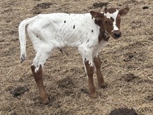 #2583 Pacific Daycee x Rebel HR (B)