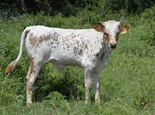 KDK WILD PEACH 537