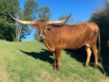 M7 Irish Patty