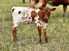 Rosebud Rebel Heifer