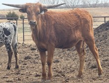LB ROWDY COWGIRL