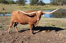 HL DIXIE CHICK