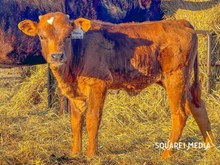 24LF Rebel HR X RR Remy