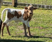 PCC MIDAS TOUCH X RJF DREAMIN' OF TEXAS TAG 511