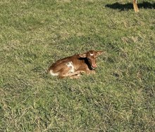 PCC MIDAS TOUCH X RJF MVP COWGIRL TAG 512