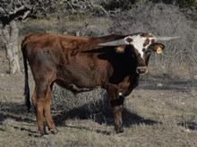 KDK TAURUS 392
