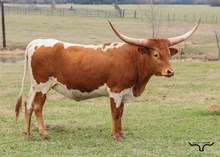 M7 New Age Temptation