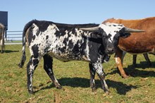 KVR Double Wild Child