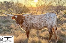 4C CHEETAH'S WILD CHILD