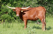 ZD KELLY'S 448