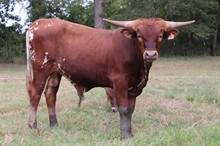 Bull calf 2021 Fifty-Fifty x Lady Derringer