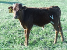 RJF TARI'S RAINBOW STEER TAG 18