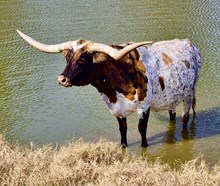 BL LITTLE DITTY TUFF 720