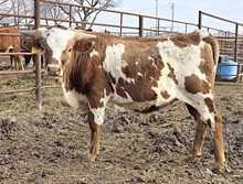 WT KID ROCK X CR EBONY COWGIRL (B)