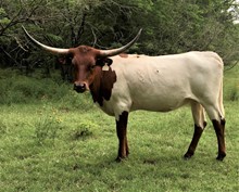 r3 Charro's Margo