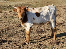 Heifer Calf 2