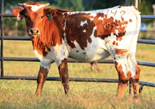 2017 4W Rose Bull Calf