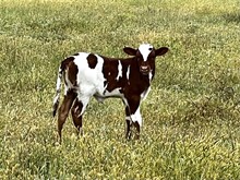 Rosebud Jungle Jim Heifer
